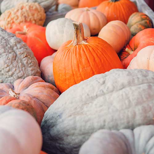 Farm fresh pumpkins available pre-picked, u-pick, and wholesale!