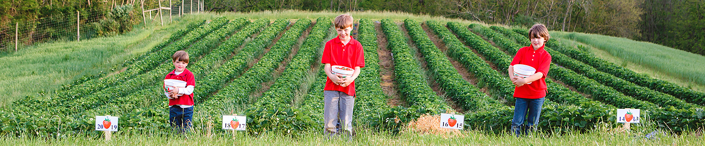 Pick-your-own strawberries in our u-pick strawberry fields!