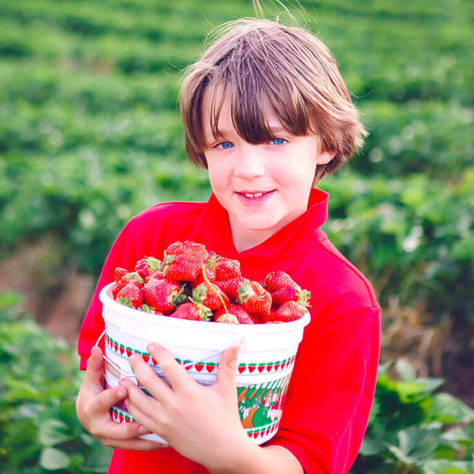 Spend a day out in the sunshine with the family picking farm fresh strawberries!