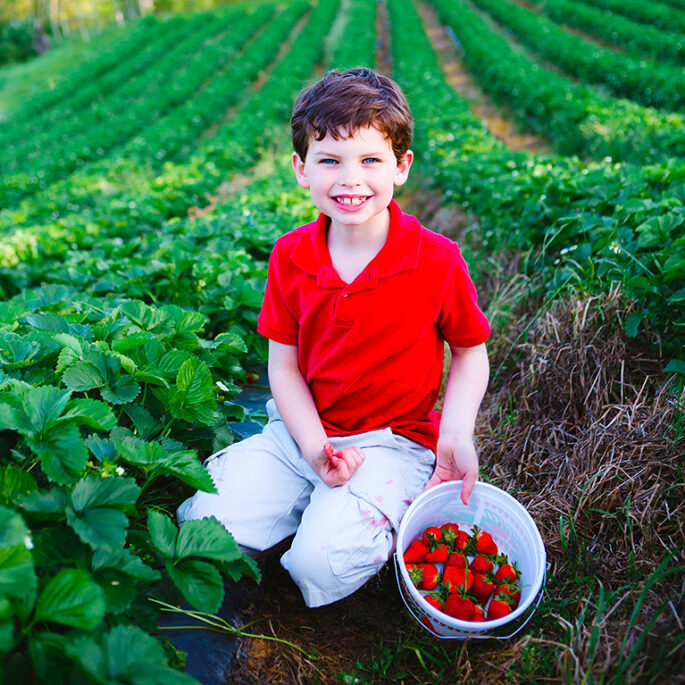 Spend a day out in the sunshine with the family picking farm fresh strawberries!