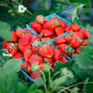 U-Pick strawberries at our 3 pick-your-own strawberry fields!