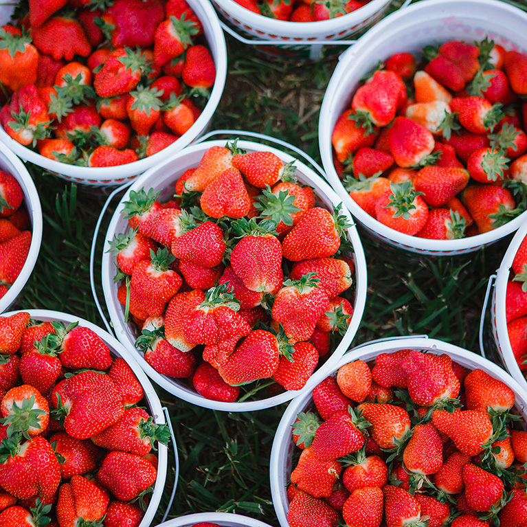 We have pre-picked strawberries available for purchase at each of our 3 locations!