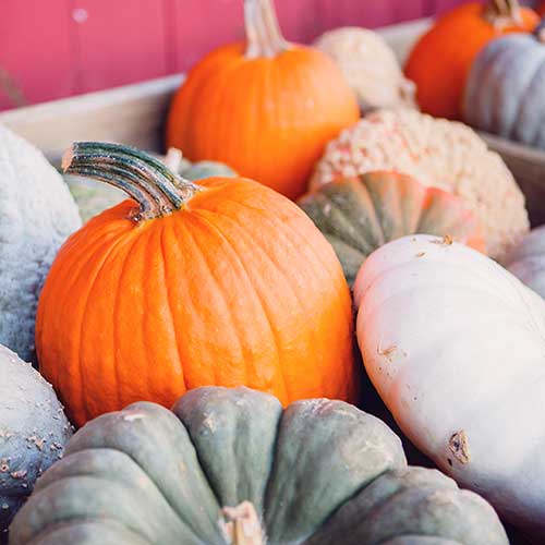Farm fresh pumpkins available pre-picked, u-pick, and wholesale!