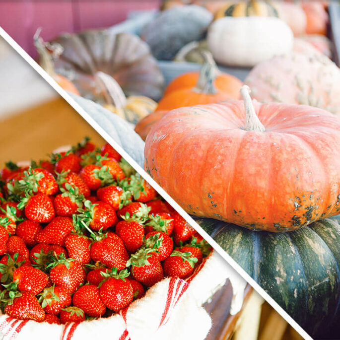 Join our Farm CSA for farm fresh strawberries and pumpkins!