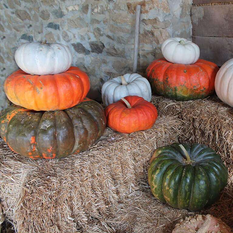 Our heirloom pumpkins are perfect for a timeless fall look when decorating or carving!