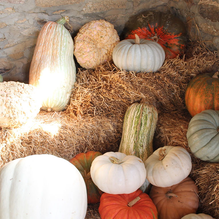 We grow a wide variety of u-pick and pre-picked pumpkins for your convenience.
