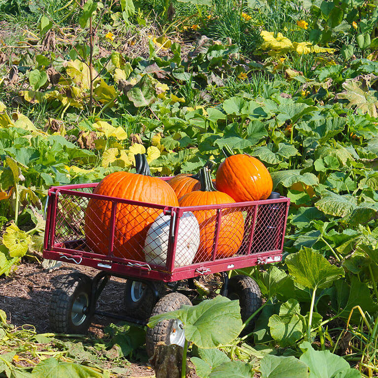 Our huge u-pick pumpkins nested in one of our courtesy wagons.