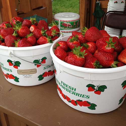 Farm fresh strawberries available pre-picked and u-pick!