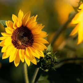 Sunflowerwithbee_360x-(002)